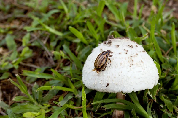 Scarabeo striato arrampicata sul fungo appena germogliato — Foto Stock