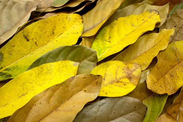 Disposizione delle foglie come sfondo strutturato e modellato — Foto Stock