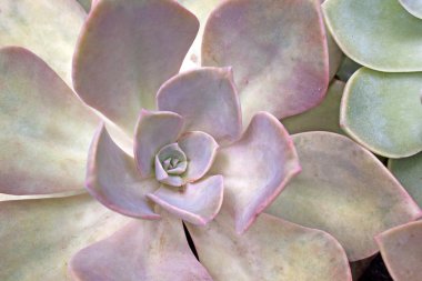 Extreme Close Up Of Desert Rose Succulent Plant clipart