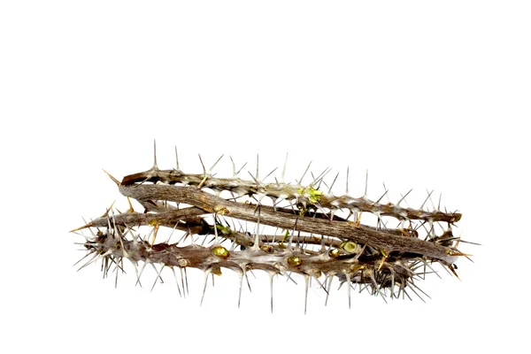 Ramas espinosas tejidas con vista lateral que representan la corona de espinas —  Fotos de Stock