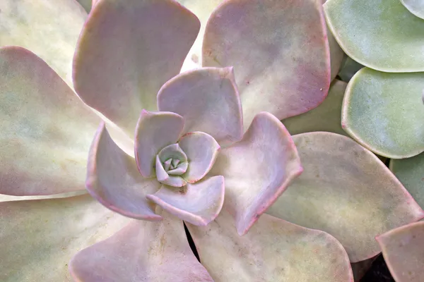 Estremo primo piano di deserto rosa pianta succulenta — Foto Stock