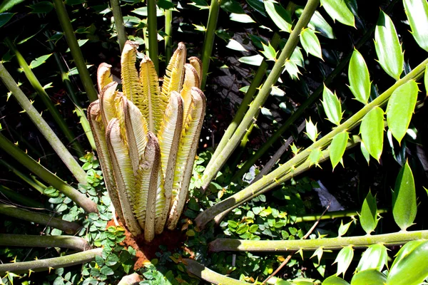 New Young Fresh Leaves Produced By Cycad Plant — Stock Photo, Image