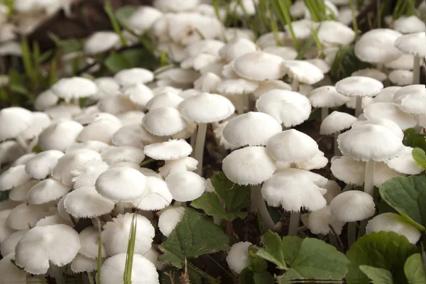 Germogliati funghi bianchi nel prato tra foglie verdi — Foto Stock