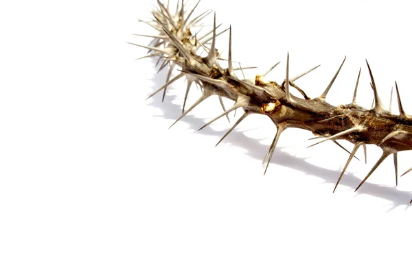 Close Up Of Branch Covered In Spiky Thorns — Stock Photo, Image