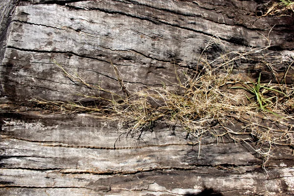 Close up van rottend hout log en gras — Stockfoto