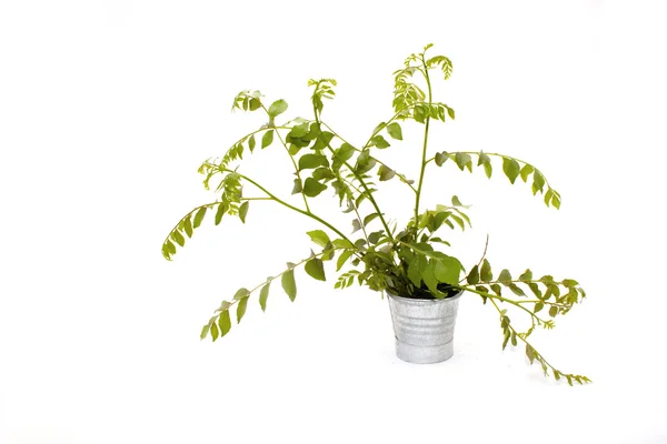 Sprigs Of Young Fresh Curry Leaves In Galvanized Bucket — Stock Photo, Image