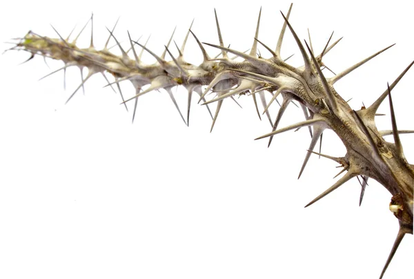 Close Up Of Twig Of Sharp Prickly Thorns — Stock Photo, Image