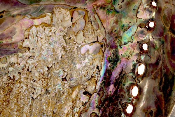 Penutupan ekstrim dari sisi bawah dari shell abalon — Stok Foto