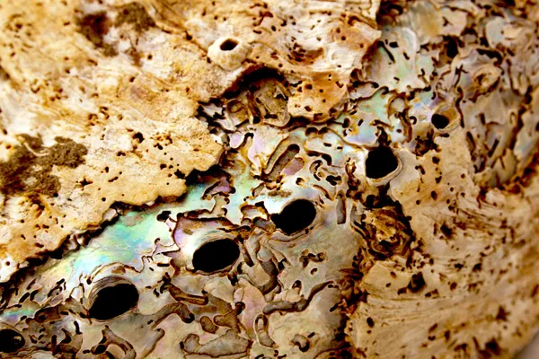 Close Up Of Section Of Abalone Shell — Stock Photo, Image