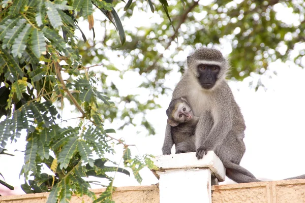 Scimmia di Vervet e baby sitter sulla parete di cemento — Foto Stock