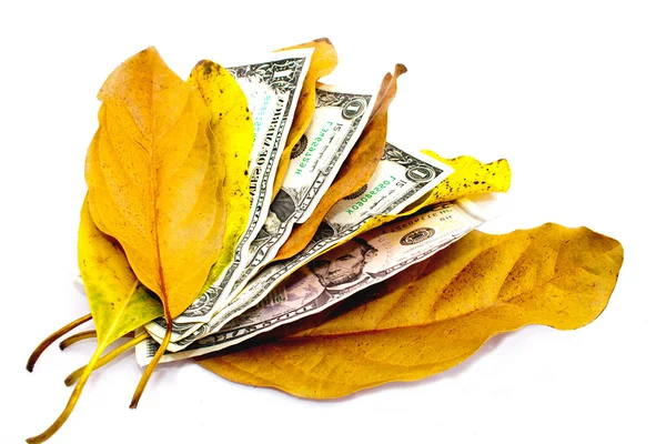 Four Dollar Bills Between Autumn Leaves — Stock Photo, Image