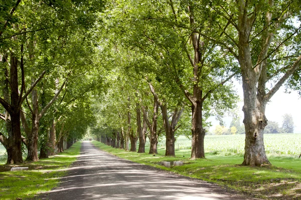 Avenida de árboles que bordean el camino de entrada que conduce a la granja Imagen de archivo