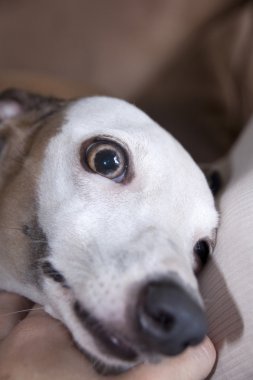 uyanış üzerine şaşırmış olan, yakın çekim