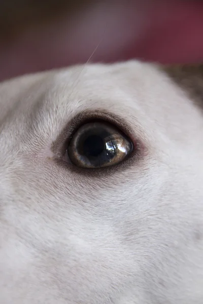 Window Reflection In Extreme Close Up Of Eye Of Whippet — Stock Photo, Image