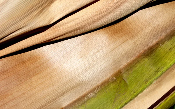Abstract Palm Frond Wood Textured Background Pattern — Stock Photo, Image