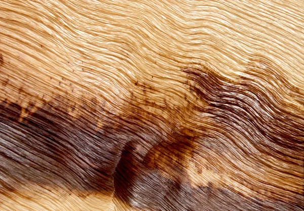 Closeup Abstract Palm Frond Wood Texture Background — Stock Photo, Image