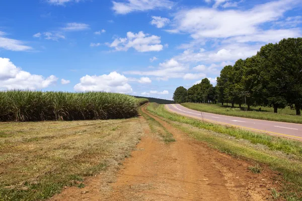 Sinuoso camino del distrito flanqueado por el campo de caña de azúcar — Foto de Stock