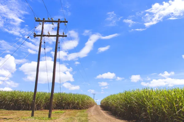 Vuil weg loopt via een suikerriet veld — Stockfoto