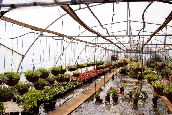 Cestas colgantes y plantas de vivero en un túnel de invernadero — Foto de Stock