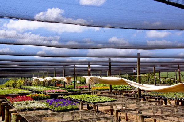 Nieuw gegroeid bloem zaailingen in een kwekerij instelling — Stockfoto