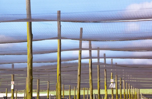 Shadecloth Supported By Wooden Poles In Commercial Nursery — Stock Photo, Image