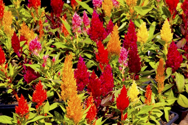 Mistura de plantas de pente de galo brilhantemente coloridas em flor — Fotografia de Stock
