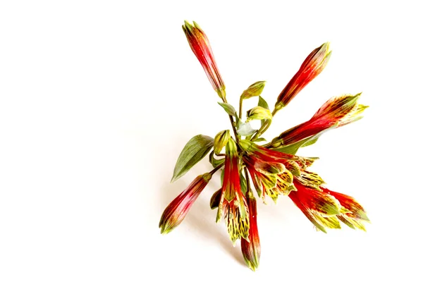 Primo piano di Alstroemeria Rosso e Verde su Bianco — Foto Stock