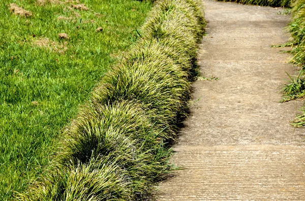 Percorso giardino in cemento delimitato da piante e prato — Foto Stock