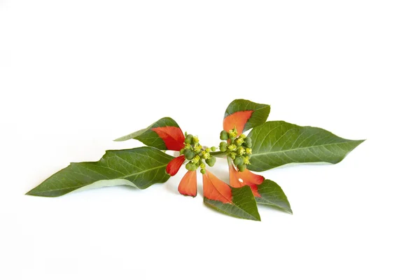 Studio girato poinsettia fiore e foglie su bianco — Foto Stock