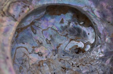 abalone kabuk aşırı closeup irradescent alt