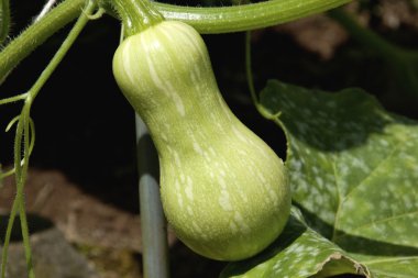 sürünen asma, iliştirilmiş genç olgunlaşmamış butternut