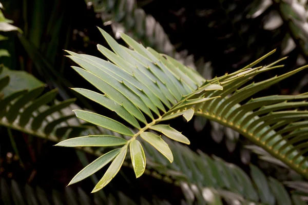 Closeup of Green Leaf of Cycad Plant — Stock Photo, Image