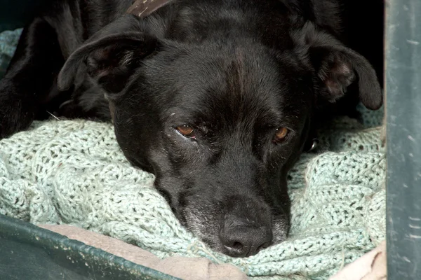 Black Guard Dog Dozing Off In Kennel — Stock Photo, Image