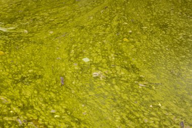 ihmal edilen alg sağlıksız yüzey su dolu