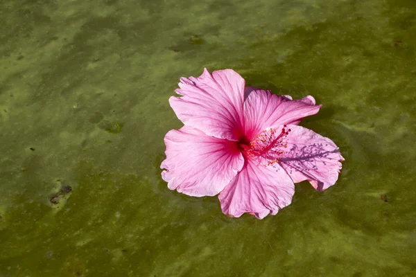 Fiore colorato di ibisco galleggiante sulle alghe Acqua infetta — Foto Stock