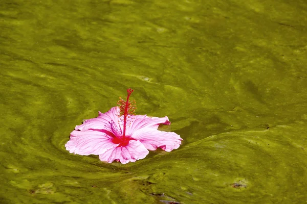 Цветок гибискуса, плавающий на фоне воды, зараженной водорослями — стоковое фото