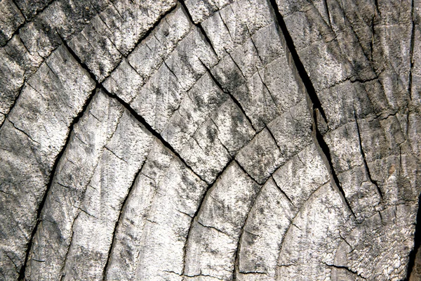 Old Sawed Off Tree Trunk Showing Age Rings — Stock Photo, Image