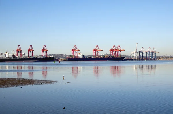 Osamělý Pelikán brodění v mělké vodě v přístavu — Stock fotografie