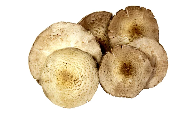 Six Isolated Home Grown Mushrooms on White — Stock Photo, Image