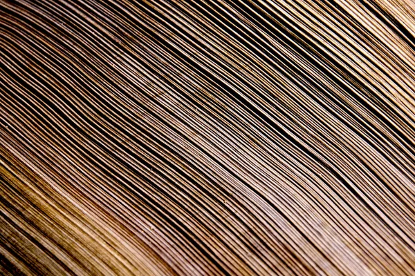 Close Up Patterns And Textures of Palm Frond — Stock Photo, Image