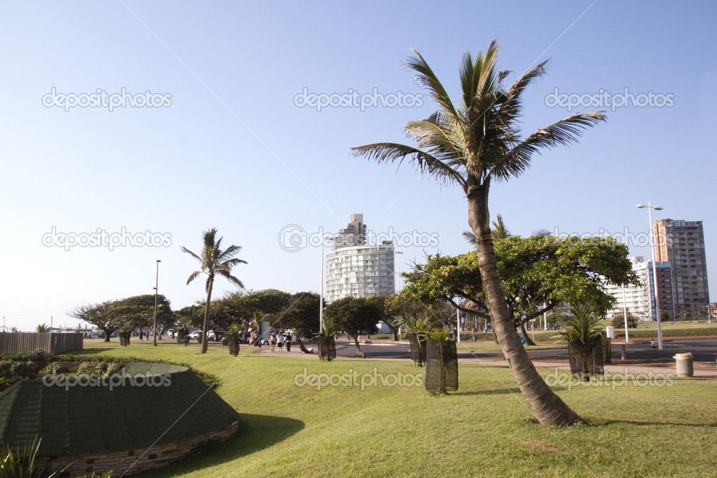 Trees Lining Durban's Golden Mile on Beachfront