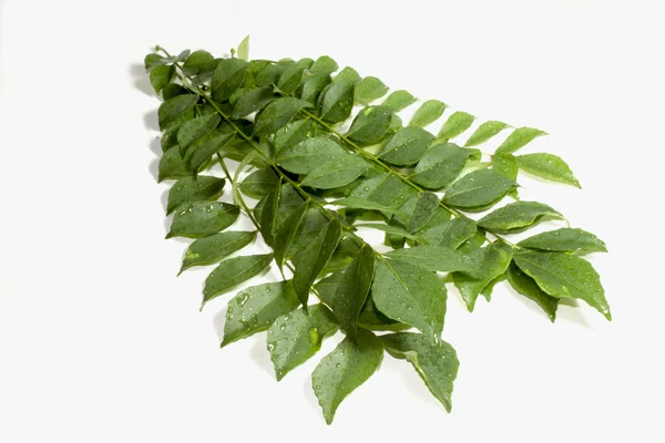 Cinque rametti di foglie di curry ricoperte di pioggia — Foto Stock