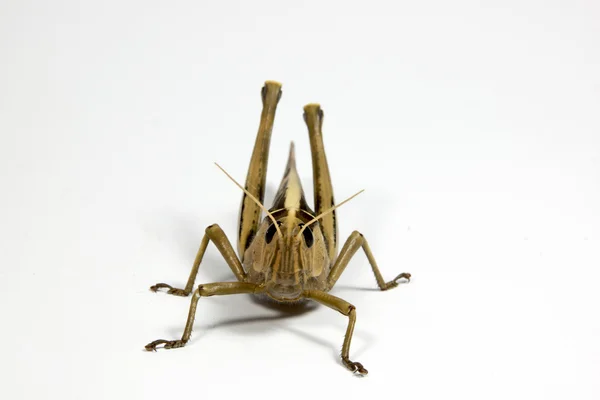 Čelní pohled jediného kobylka na bílém pozadí — Stock fotografie