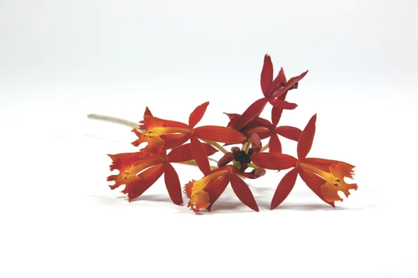 エピデンドルム属のラン蘭からオレンジ色の花の小枝 — ストック写真