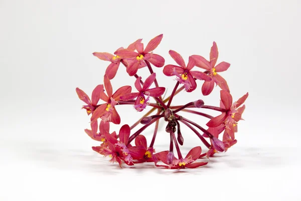 Snítka růžové květy z epidendrum orchidej — Stock fotografie