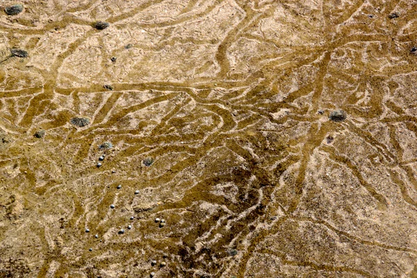 Close-up trilhas subaquáticas feitas por limpets em piscina de rocha — Fotografia de Stock
