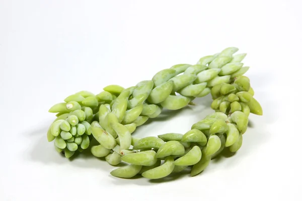 Donkey Tail Plant Showing Individual Leaf Segments — Stock Photo, Image