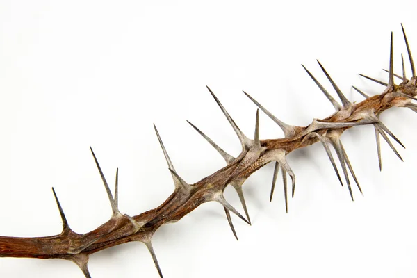 Section of Dried Branch Covered in Sharp Thorns — Stock Photo, Image