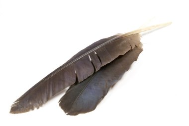 iki izole hadeda Ibis tüyleri beyaz