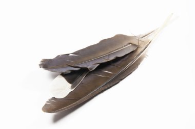Üç izole hadeda Ibis tüyleri beyaz